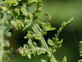 Eriophyes pteridis gall